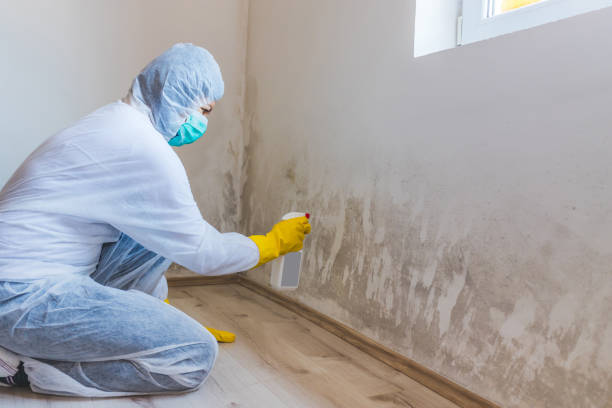 Licensed Black Mold Remediation service in Woodstock, IL - 24 Hour Mold Removal