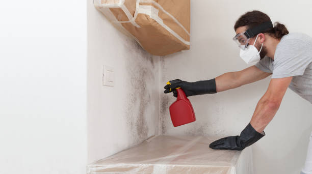 Professional Black Mold Remediation technician working in Woodstock, IL