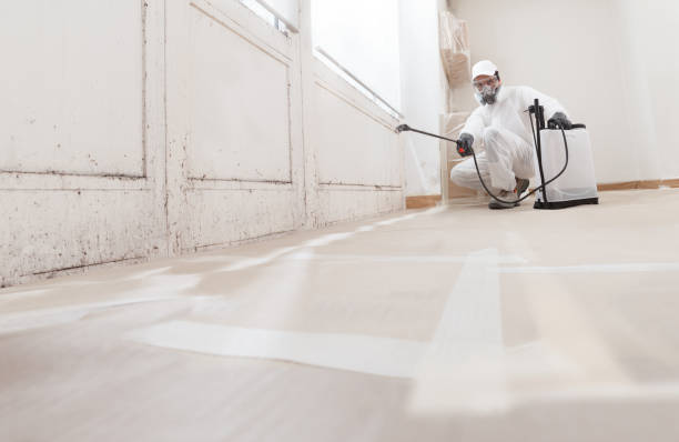 24/7 Emergency Black Mold Remediation experts in Woodstock, IL