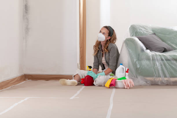 Reliable Black Mold Remediation contractor in Woodstock, IL by 24 Hour Mold Removal