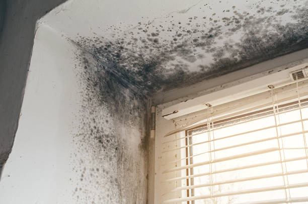 Affordable Black Mold Remediation solutions in Woodstock, IL