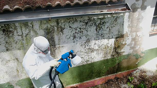Top rated local Black Mold Remediation specialists in Woodstock, IL